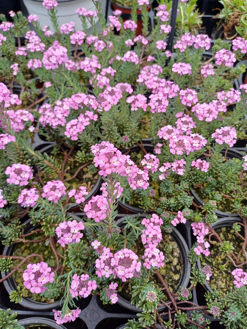 분홍리스본 에리누스 봄꽃모종 노지월동 베란다가드닝