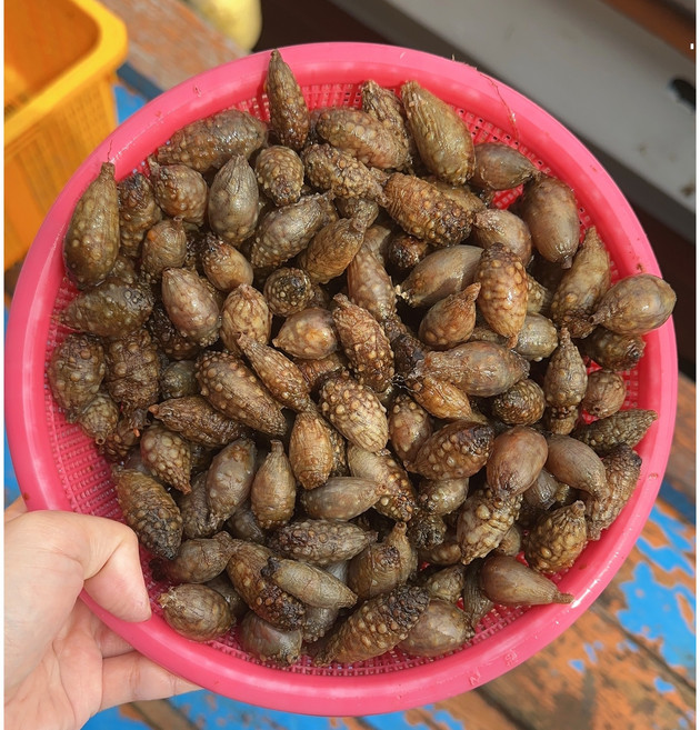 [산지직송] 창원 진동 육수용 냉동 참 미더덕 오만둥이, 5kg, 1개