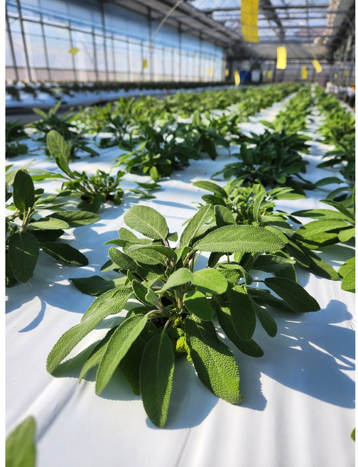 세이지 생잎 1팩. 50g 허브 [농가직접생산], 1개