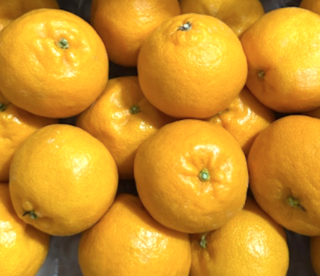 국내산 제주 윈터프린스 귤, 1개, 가정용 1.5kg (중대과 6~8과)