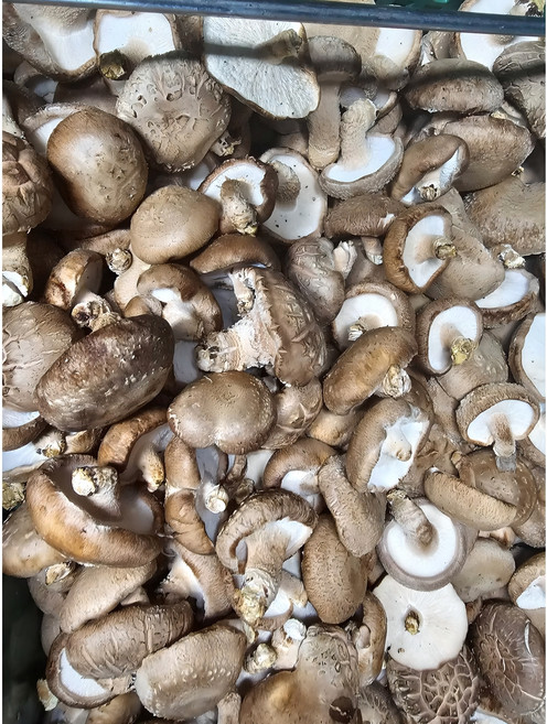 [서산여미표고]표고버섯 가정용 못난이 실속형 파지, 1개, 5kg