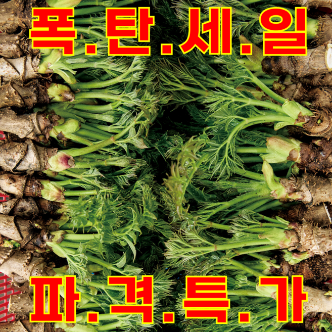 [백화점상품] 최상급 프리미엄 참두릅 초특가, 1개, 300g