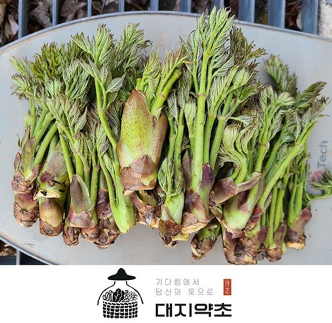 100% 자연산 강원도 참두릅 1kg / 산지직송 강원도 정선 해발 700m 고랭지 야생 나무두릅 드룹 드릅 두룹, 1개