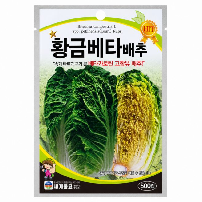 세계종묘 황금베타배추 씨앗 500립 베타카로틴 고함유 속노란 김장 배추 종자 텃밭 노지 재배 종자, 1개