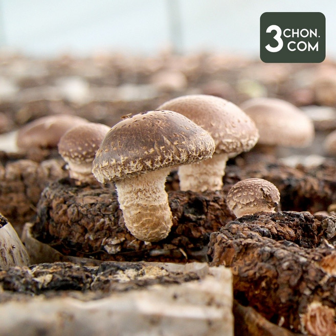 [삼촌밥먹자] 충북 영동에서 온 표고버섯 500g, 특품, 1박스, 특 500g