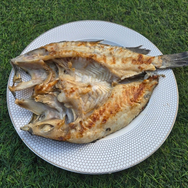 국내산 반건조 우럭 특대 2미 생선 반찬 제사상 안주, 2개, 반건조 자연산 대 우럭 1미