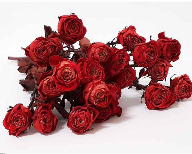 수앤로즈플라워 자나장미 드라이플라워 장미 미니장미 프리저브드플라워 프리저브드 장미꽃, 레드