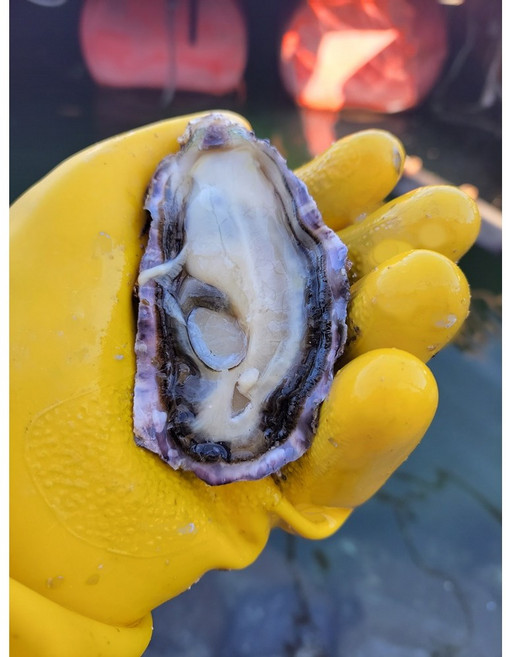 바다별수산 손세척 통영 각굴 석화, 1개, 통영 명품석화 10kg