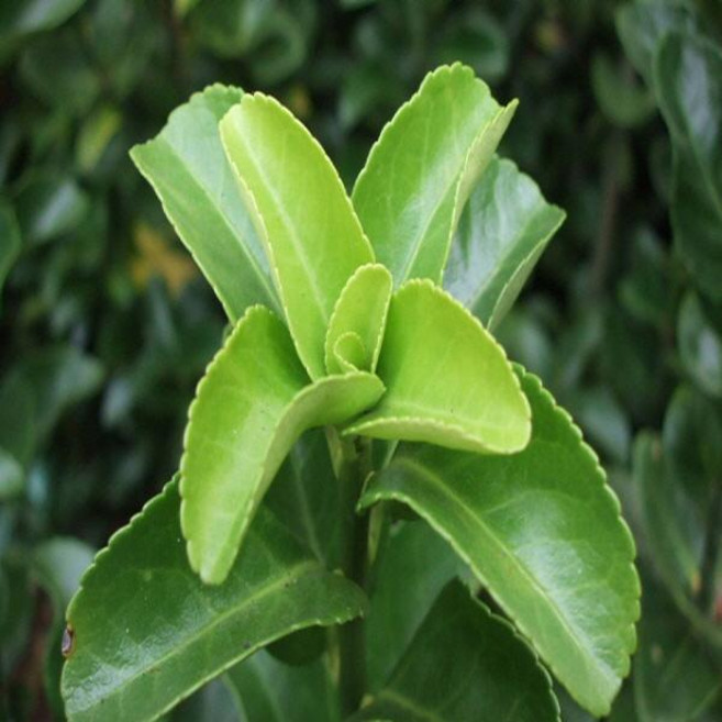 사철나무/H1.8M(10주묶음)묘목/e1042, 1개