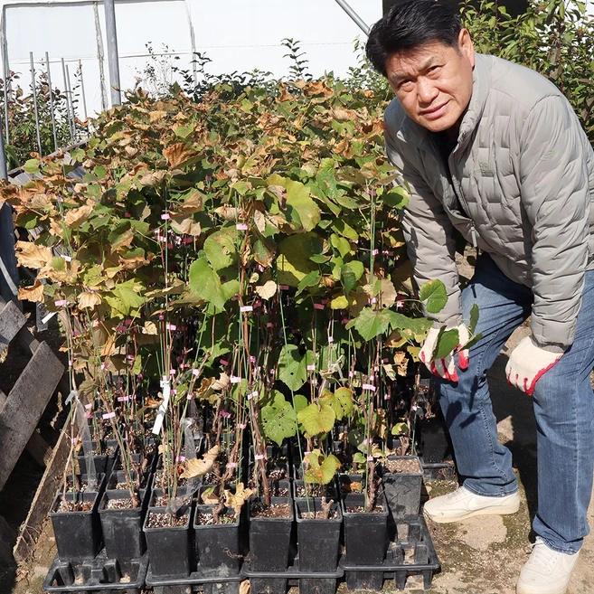 포도나무 묘목 2년생 결실주 포트묘 MBA 캠벨 거봉 충랑, 거봉 MBA 2년생 결실주 포트묘 - 쿠팡