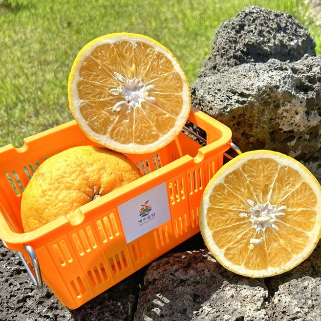 [산지직송] 제주 토종 하귤 아마나스 나스미깡, 1개, 2.5kg