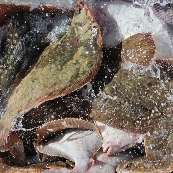 통영 봄 도다리 쑥국 4인분 손질 도다리 5-600g + 쑥100g, 1개, 도다리 2-4마리