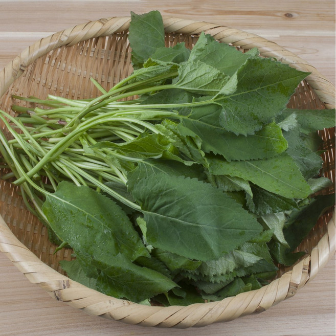 나물투데이 향긋한 취나물 생취나물 특상품, 1개, 400g