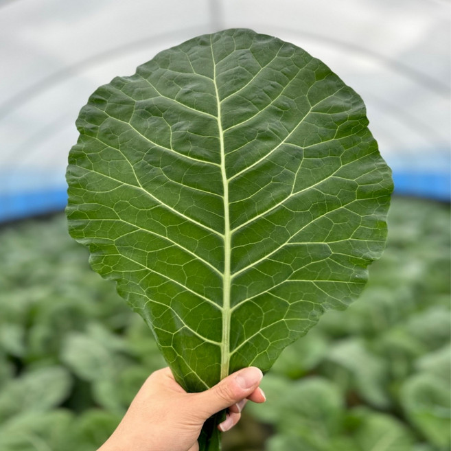 농산물마루 친환경 케일 신선초 1kg 즙용 녹즙용 주스용 국내산 당일수확, 1개