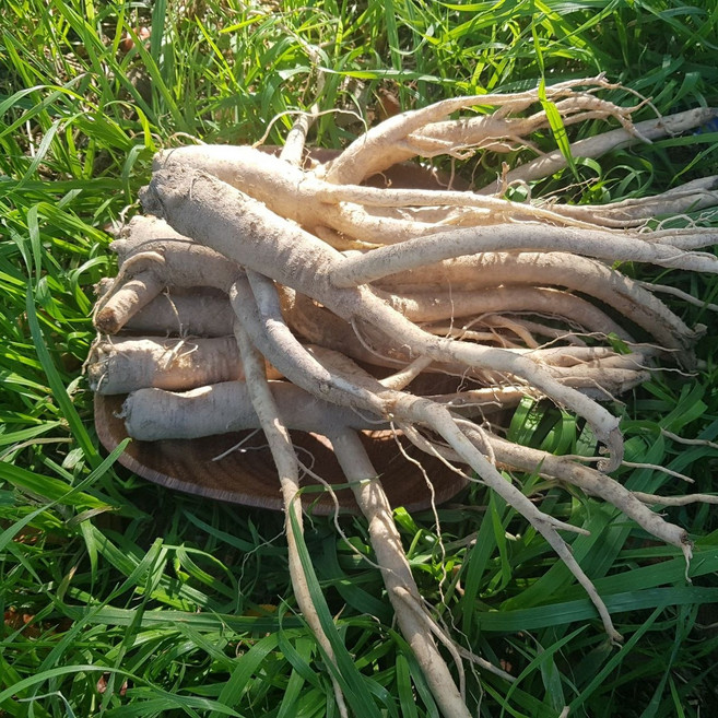 영호네농산물 안동 약도라지 3-4년산 특품, 1개, 1kg