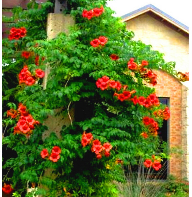 [이삽저삽]능소화나무 화분(키140-150m내외/7치화분포함) 4년생 빨강색 개화주 능소화묘목 금등화 야생화 다년생 낙엽성 덩굴식물 조경수 정원수 관상용, 1개