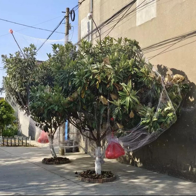 체리 포도 자보티카바 설계된 가능한 전용으로 제작되었습니다 햇빛을 방지망입니다 PA6 의, 1개, M. 폭 6m x 길이 6m 높이 55m 이하의 나무에