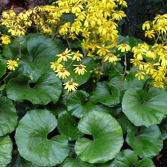 털머위 모종 /털머위 -4치비닐포트/다섯개묶음 GC113