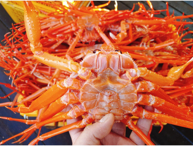 (산지직송)당일조업 100%국산 울진 후포리 제철 자숙홍게 신선택배 신선보장, 1박스, 실속형 홍게(붉은대게) 수율60% 7-10미 3.5kg