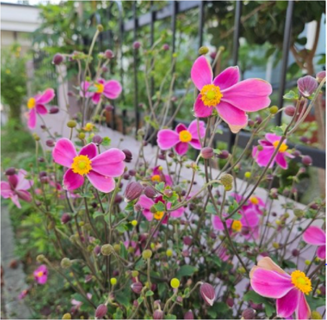 추명국 대상화 가을꽃 노지월동 1+1, 2개