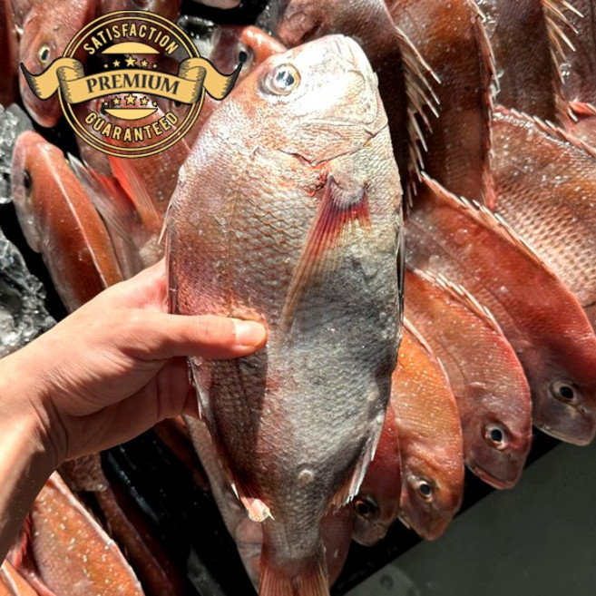 [재구매율이 높은 자연산 참돔]국내산 목포 자연산 생물 참돔 손질 배송 급냉 참돔 제수용 참돔 특대용, 1박스, 실속 가정용 특대 2미