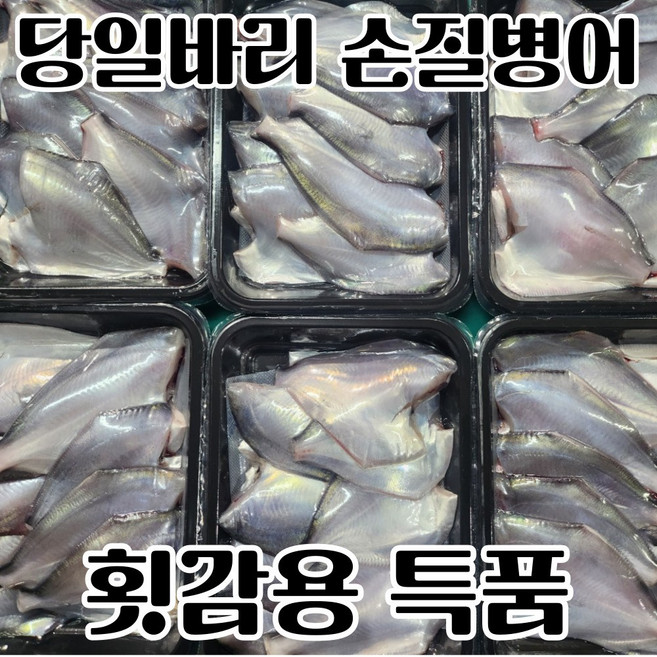 [통영직송] 국내산 생물 병어 횟감 특품, 1개, 1kg