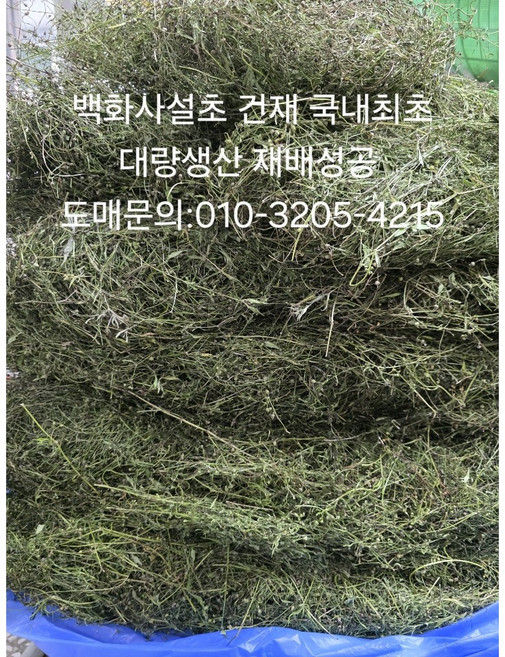 상진약초건강원 국내산 백화사설초 건재 대량생산 직접재배, 300g, 1개
