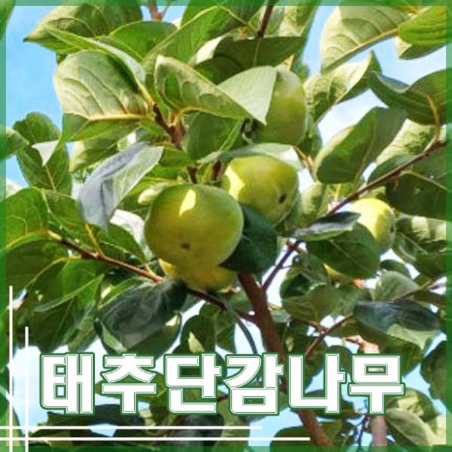 4위 - [현대조경농원]감나무 묘목 태추단감 2년생, 1개, 분묘