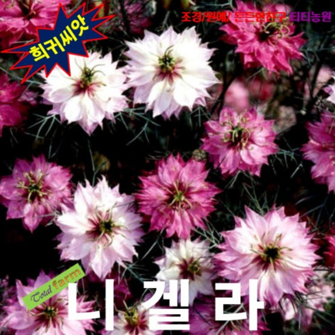 (희귀꽃씨) 니겔라 로즈믹스 (Persian Rose) 10립, 1개