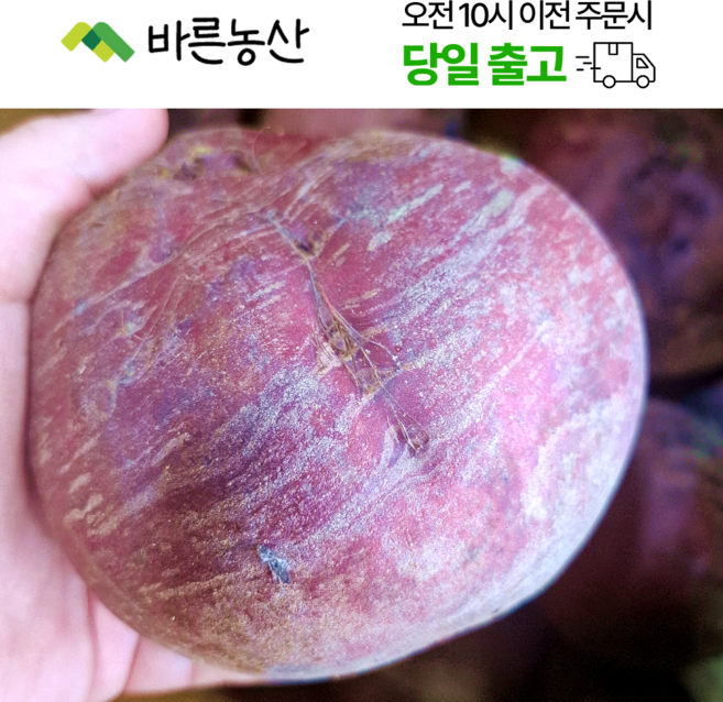 < 바른농산 > 국내산 레드비트 비트 빨간무, 1개, 10kg