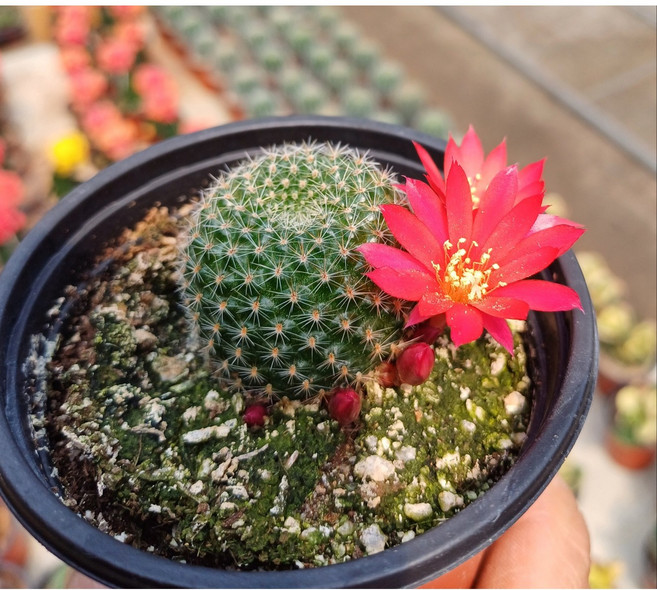 행복한꽃순이//레부티아선인장(진주황), 1개