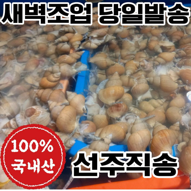 [선주직송] 연안 백골뱅이 생물 활 백고동 산소포장, 1박스, 소 1kg(45~55미)