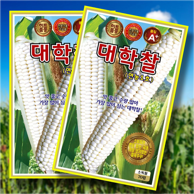 대학찰 연농1호 70립 맛좋고 수량많아 가장 많이 심는 대학찰옥수수씨앗 전문가용 고급종, 2개