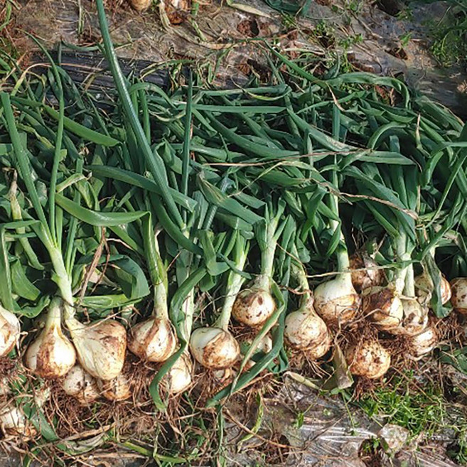 2026년산 햇양파 김치양파용 줄기양파, 1개, 김치양파 3kg