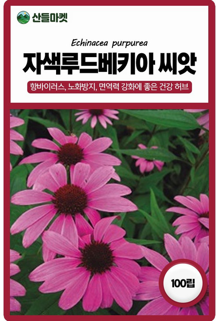 아람종묘 자색 루드베키아 씨앗 100립 자색 에키네시아 꽃씨 허브 종자, 3개