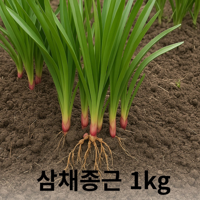 삼채 종근 모종 키우기 양 많음 삼채 나물 뿌리 1kg, 1개