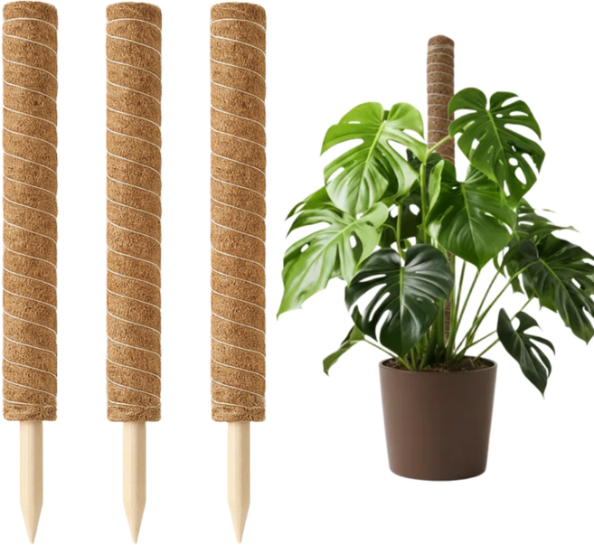 13CSTORE 수태봉 식물지지대 코코넛봉 50cm 3개, 1세트