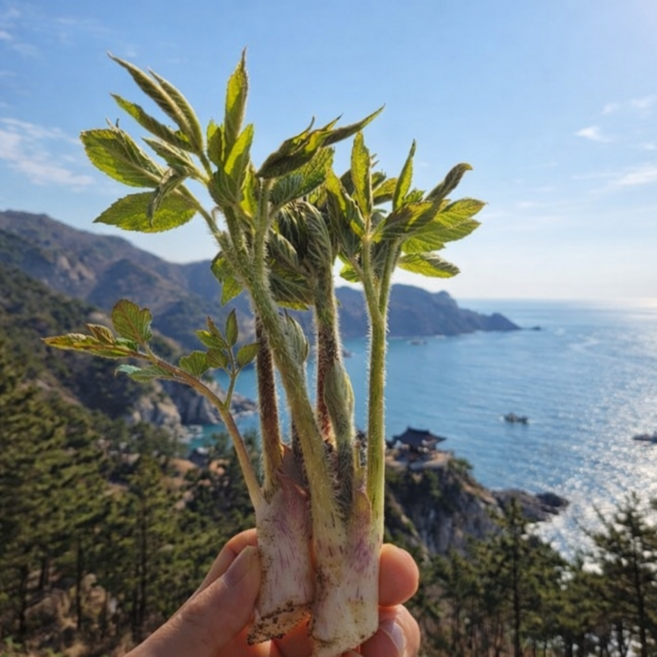 [바른먹거리]땅두릅 남해땅두릅 튀김용 두릅튀김 두릅장아찌 제철봄나물, 1박스, 500g