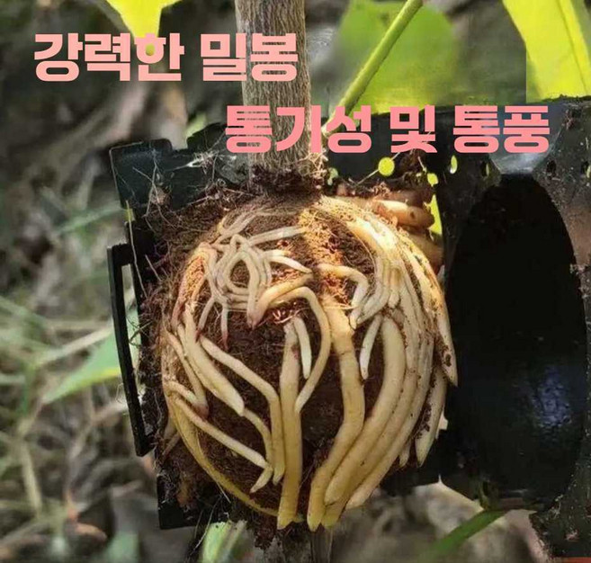 우시 취목볼 식물 번식 이식 커버 삽목용, 투명 소형 10개