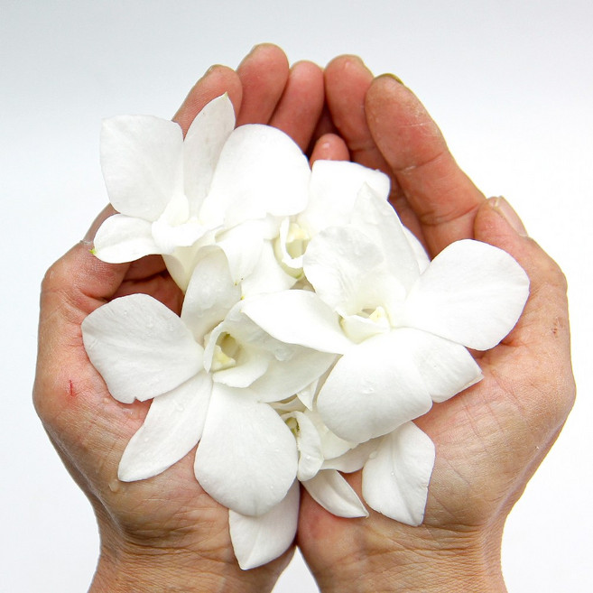 데코용 양란 화이트 5송이 한팩 식용꽃 가락시장 당일새벽경매 가니쉬 일본식자재, 양란(화이트) 5송이, 1개