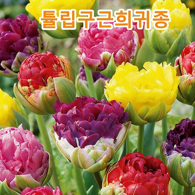 튜울립구근 구근류 아이스크림 튜울, 10개