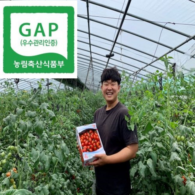 GAP인증 당일수확 대추방울토마토 2KG 4KG, 1개