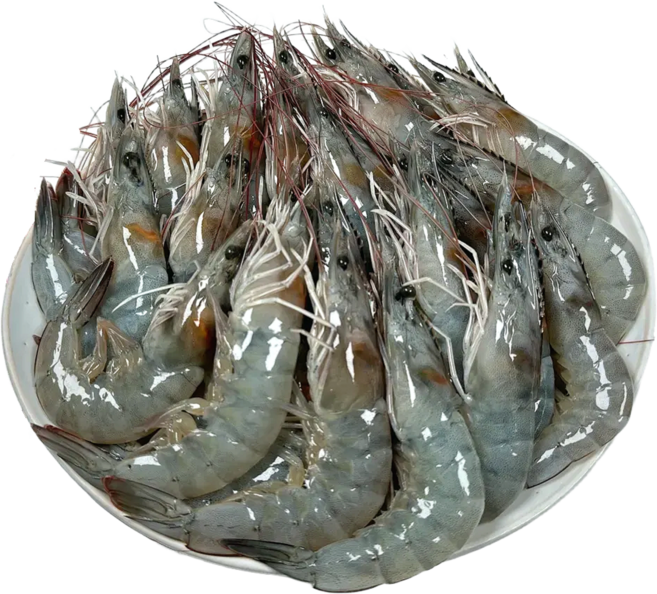 국내산 왕새우 대하 신안 생물 흰다리새우 산지직송, 1박스, 500g