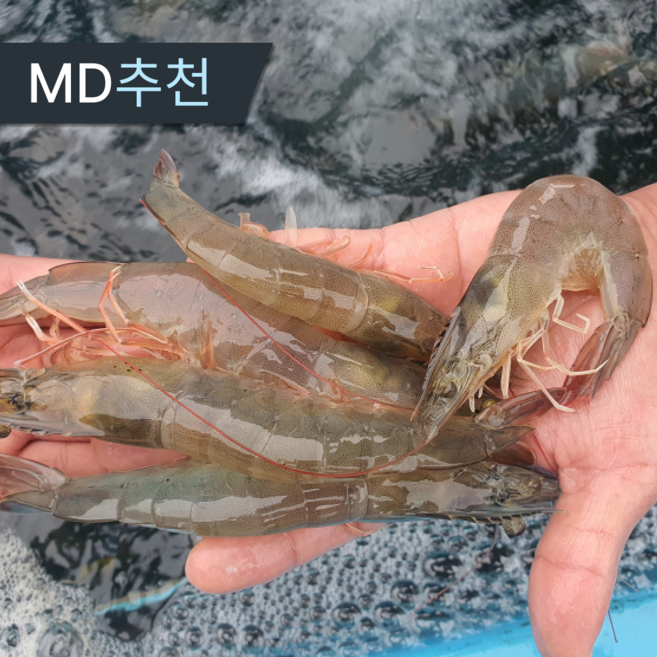삼시세끼연구소 달고탱탱 최상품 국산 흰다리 새우 생새우 횟감 활새우, 1세트, 3kg
