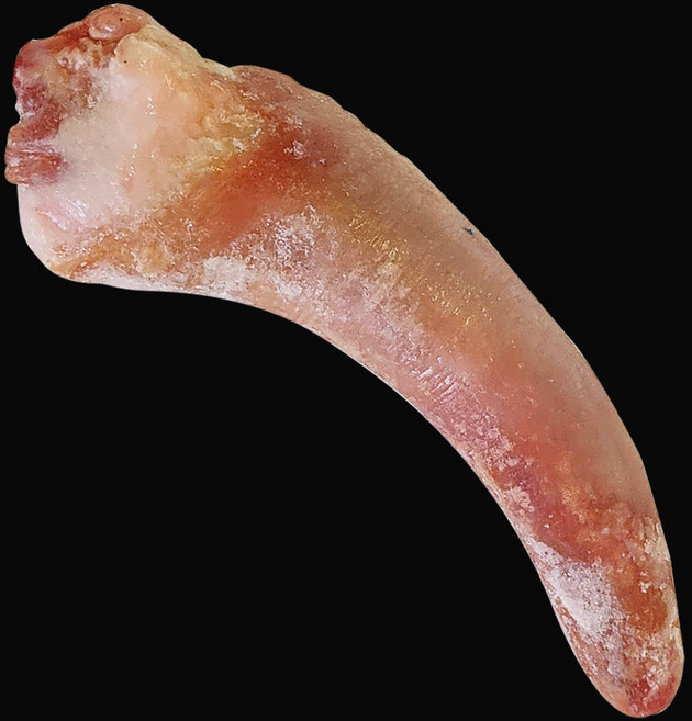 국내산 돼지 알꼬리 꼬리 돼지부산물 특수부위 발골 통꼬리 냉동 족발 콜라겐 고기 튀김, 500g, 1개