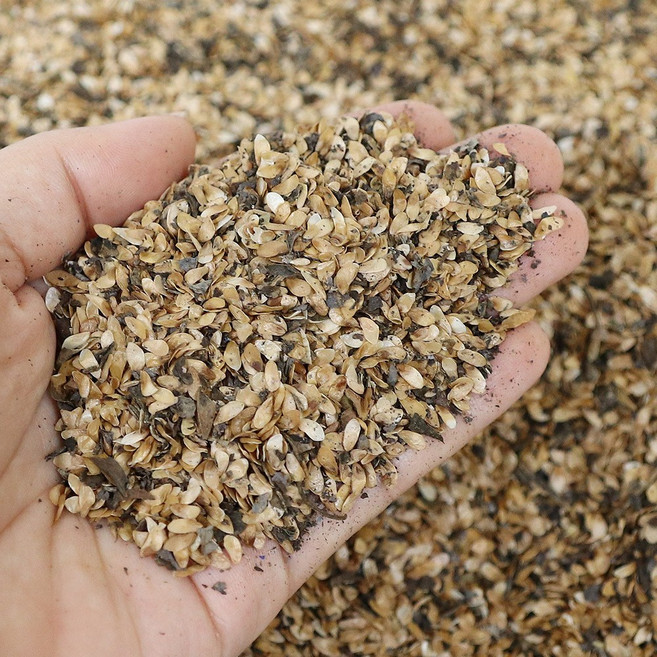 더덕씨앗 더덕종자 더덕씨 재배 50g, 1개