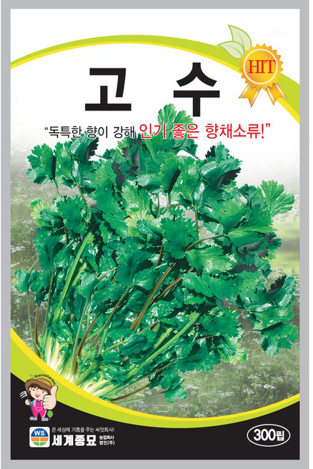고수 300립 채소 씨앗 세계, 1개