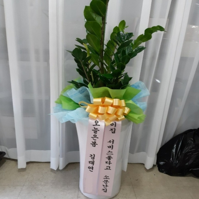 금전수 돈나무 대구 개업 화분 배달, 금전수 기본화분 (80cm~100cm), 1개