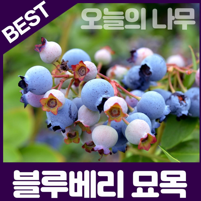 왕블루베리묘목 블루베리나무 묘목 블루베리 블루베리묘목, 빅듀크(북부종) 삽목2년생, 1개, 포트묘