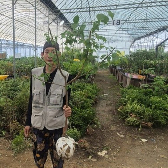 살구나무 묘목 왕살구나무 하코트 살구자두나무 플럼코트, 하코트3점전후분묘